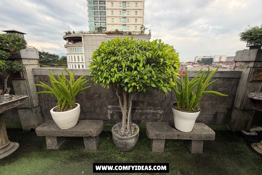 25 Outdoor Potted Plants Ideas