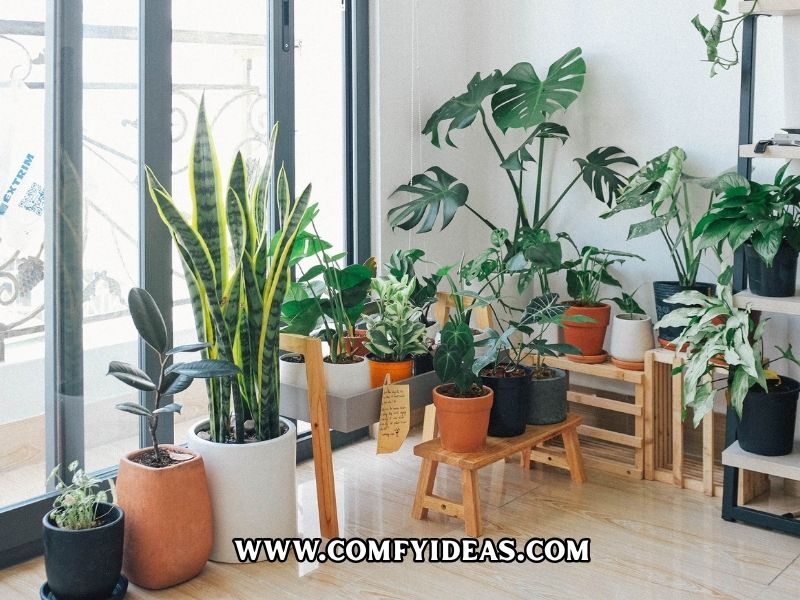Best Indoor Plants for Every Room: A Complete Beginner’s Guide That Will Make Your Home Feel Expensive Instantly