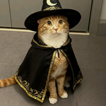22 Halloween Costumes for Cats (That Won’t Make Them Hate You)